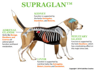 Supraglan_dog_diagram