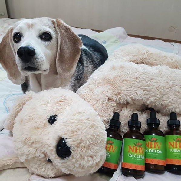 beagle miso posing with supplements