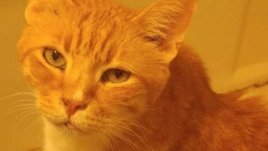 “I don’t have to worry about side effects.” NHV Plantaeris for IBS in cats