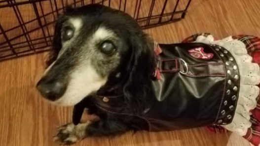 Helping Clover the Senior Dachshund with Bladder infections