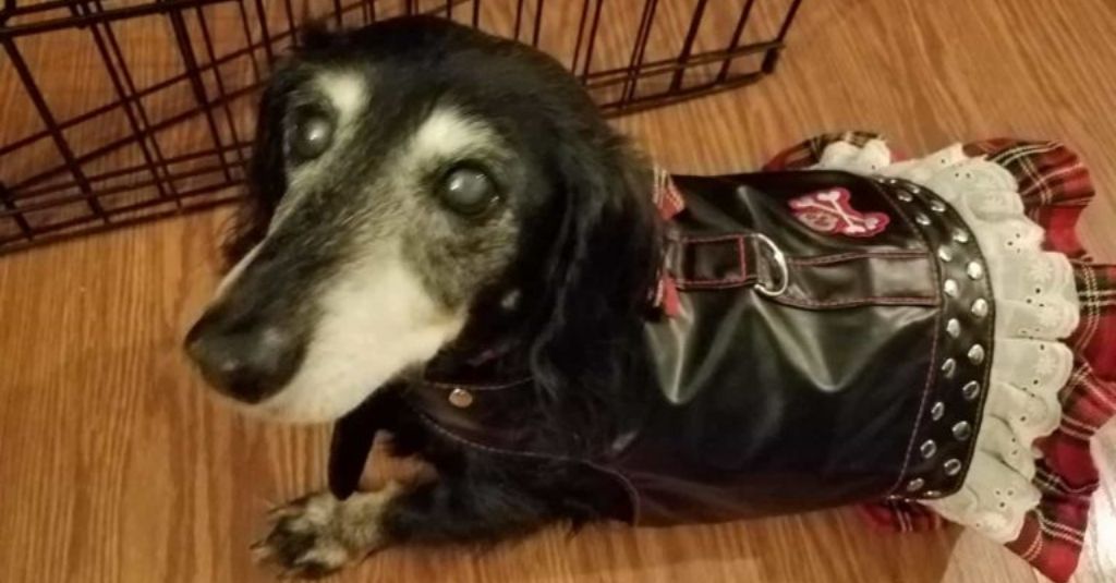 Helping Clover the Senior Dachshund with Bladder infections