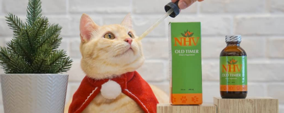 Caramel cat how to help senior pets with arthritis