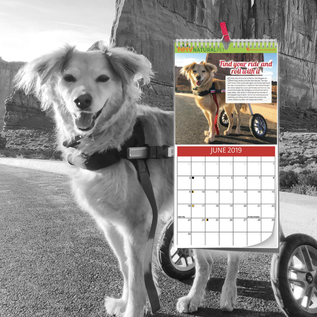Giving pets in need a second chance at life NHV's Charity Calendar 2019