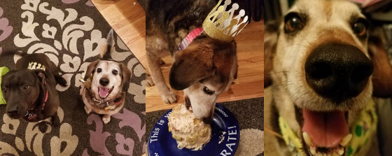 Senior dog problems