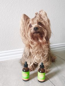 dog-congestive-heart-failure-yorkie-nhv-hearty-heart