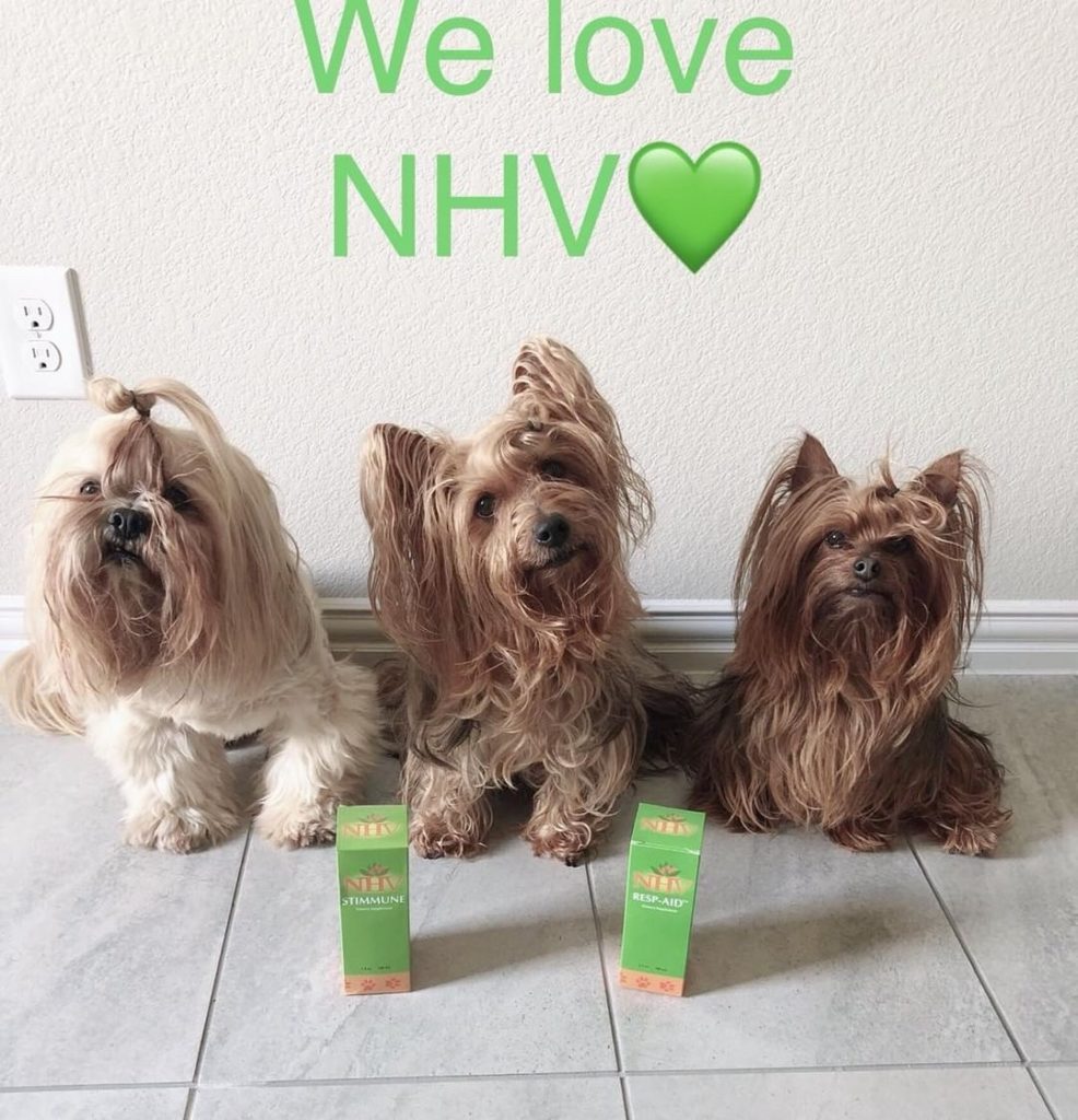 yorkie dogs posing with NHV supplements