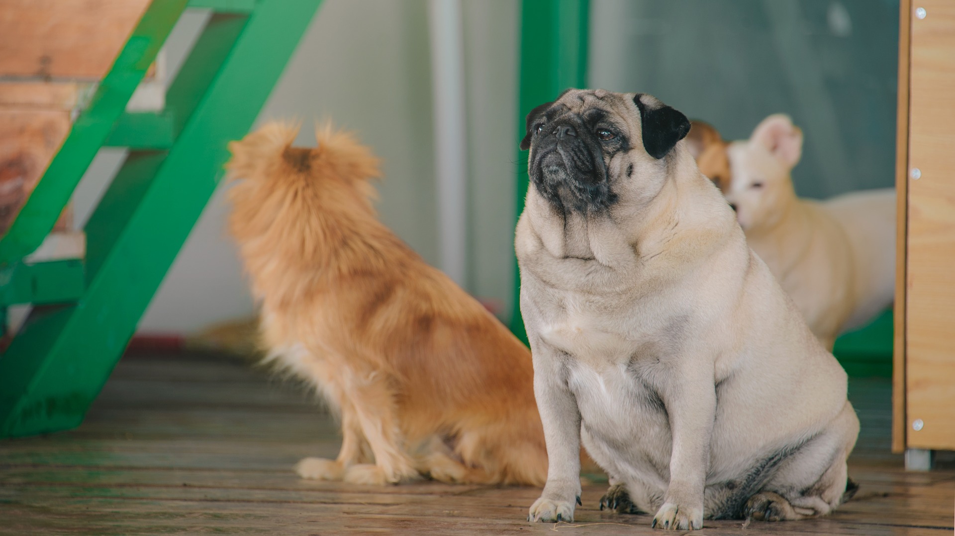 obesity dog pancreatitis