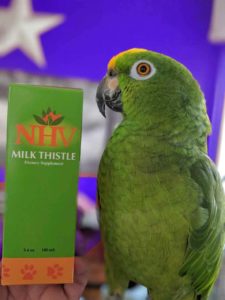 Milk Thistle for bird liver support