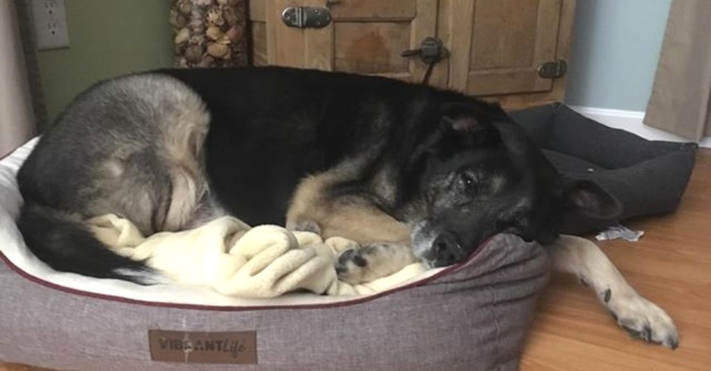 Heart disease and coughing in dogs – Senior rescue pup Woodrow’s tale