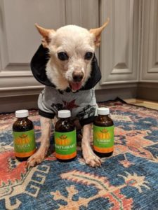 Gotti with supplements chihuhua dog