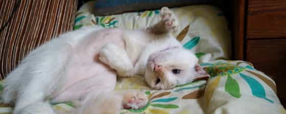 Kimba stressed out cat