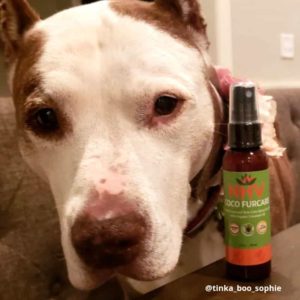 Dog anxiety relief coconut and lavender spray
