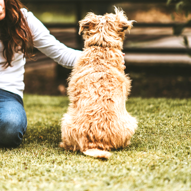 Coocnut spray to make dog coat shiny