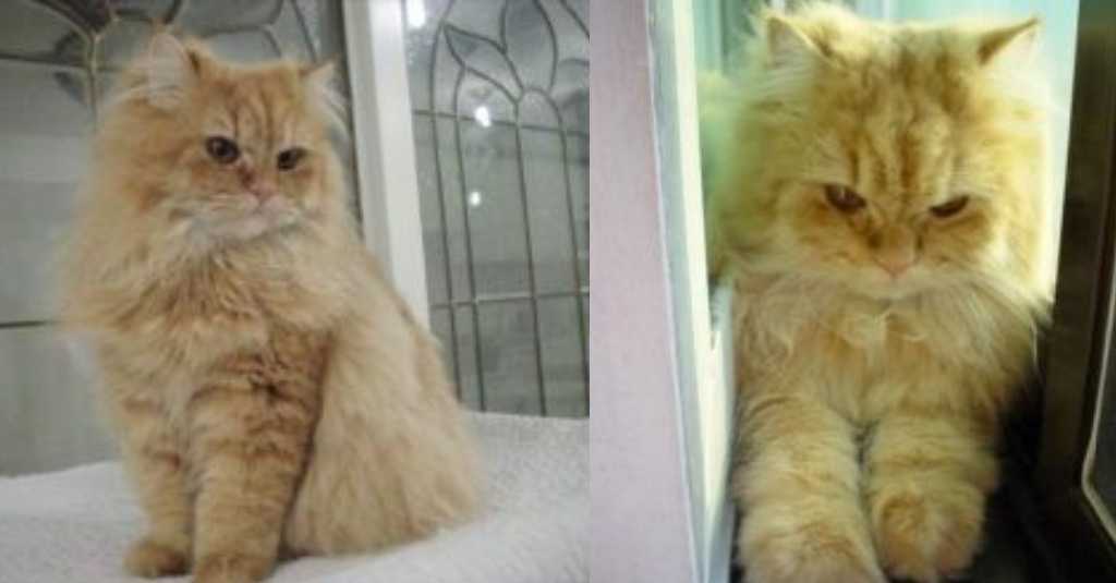persian cat with FLUTD