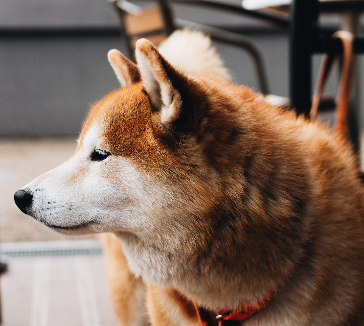 respiratory disorders in husky dogs