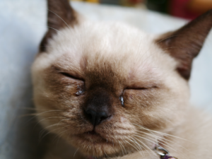 sinusitis in cats