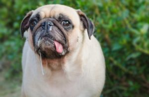 sinusitis in dogs