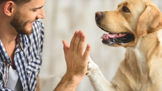Vet Tech Rounds: 3 Kinds of Pet Dads. Which One Are You?