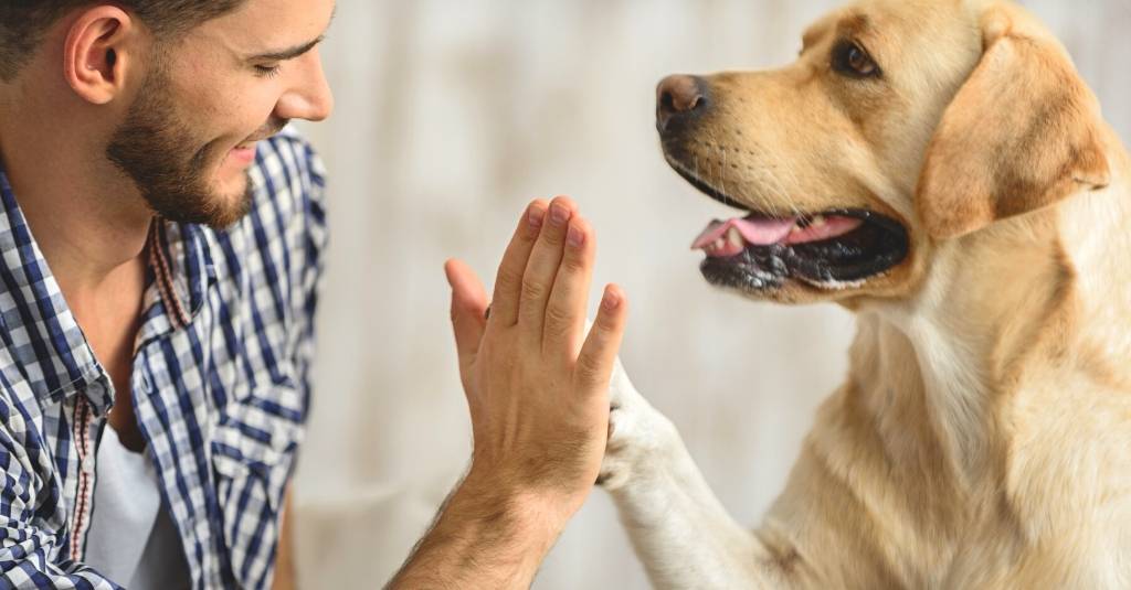 Vet Tech Rounds: 3 Kinds of Pet Dads. Which One Are You?