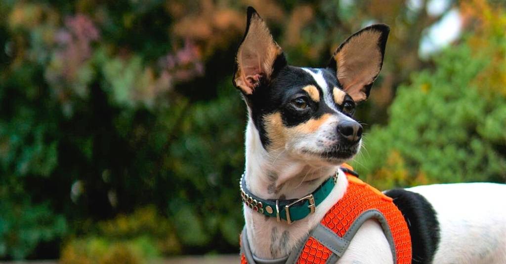 Best Ways to Support a Rat Terrier Naturally