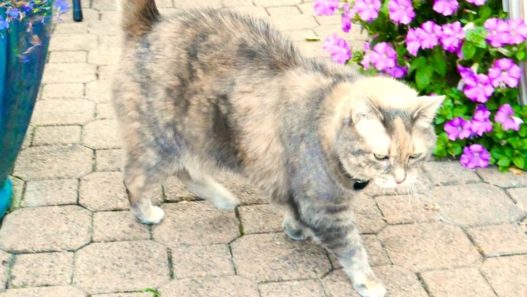 ‘Goodbye, Sunshine’ A Tribute to Solara, NHV’s Cat of 20 Years