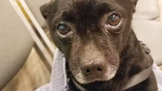 NHV Gives Back: Midnight the fearful senior pup