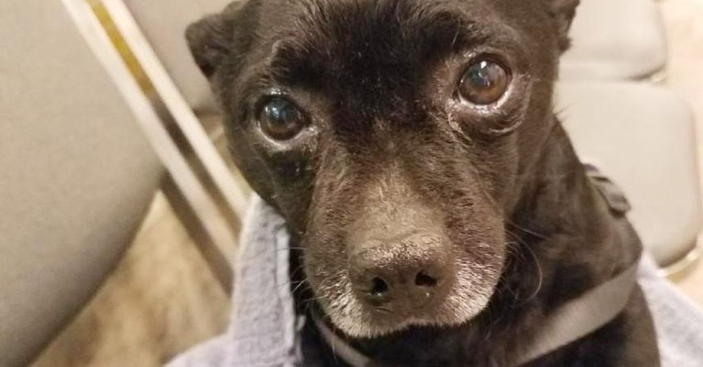 NHV Gives Back: Midnight the fearful senior pup