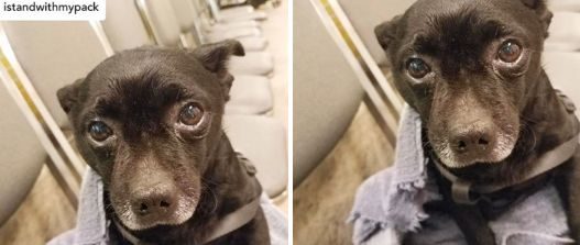 midnight dog istandwithmypack