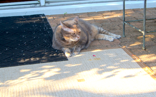 Solara cat sitting in sun puddle 3