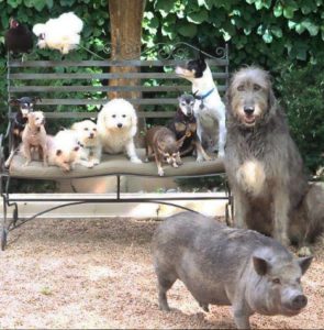 Wolfgang 2242 - image of all pets on a bench