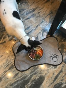 rat terrier diet