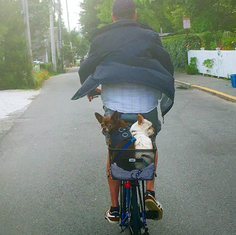 steve grieg on a bike with dogs
