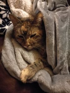 cat sleeping peacefully