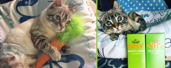 nhv gives back roo cat