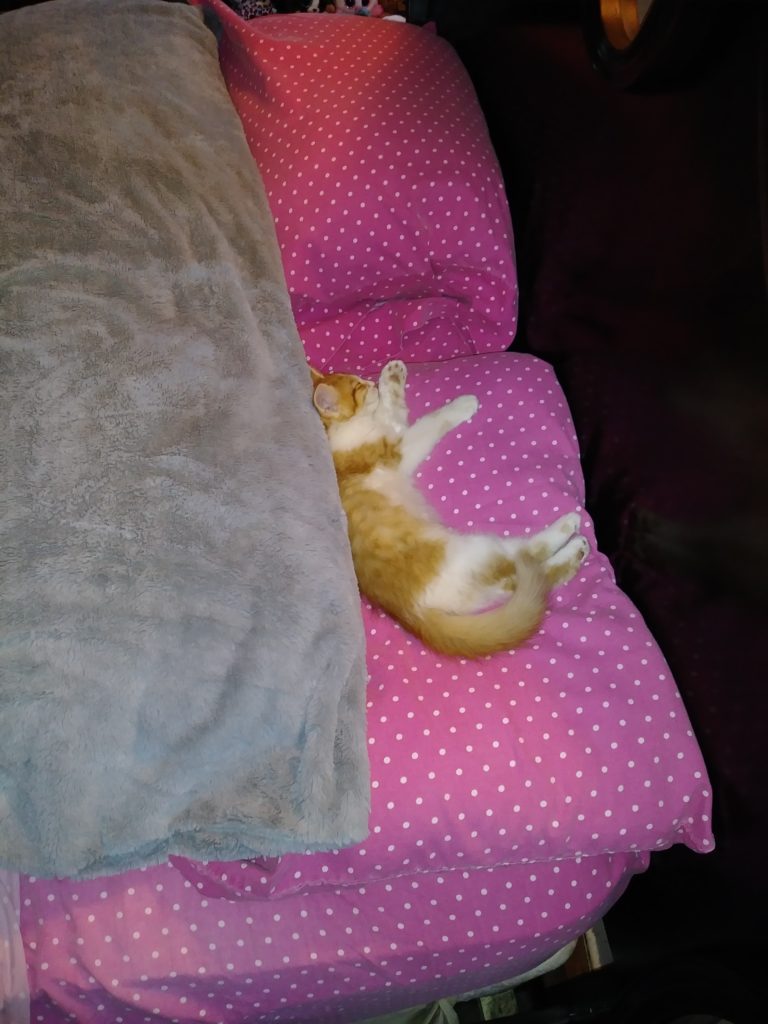 Sunny the kitten sleeping on the bed