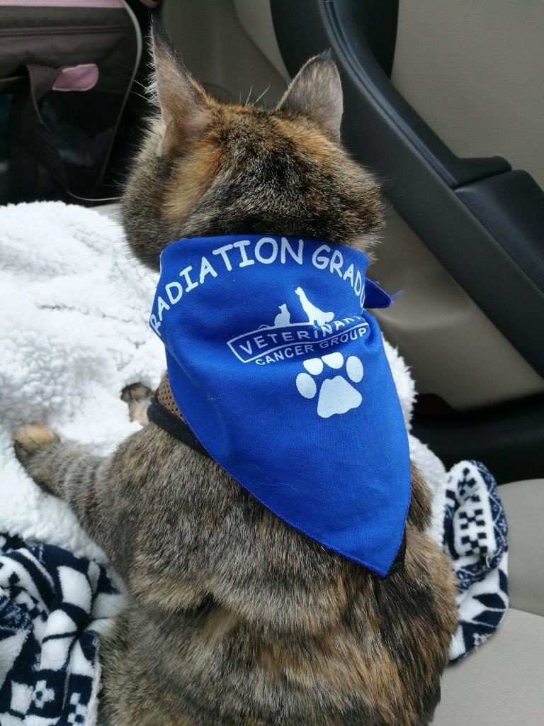 bella cat nasal tumor after radiation