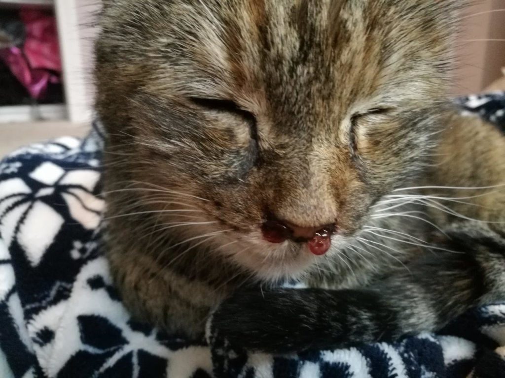 bella cat nasal tumor - sick nose