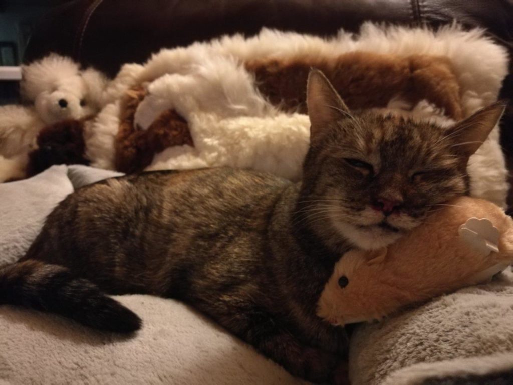 bella cat nasal tumor - sick sleeping