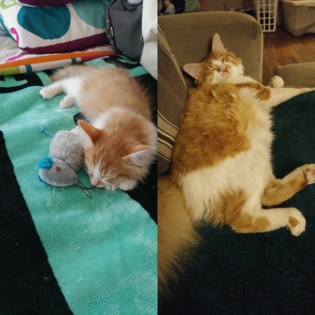 then and now - sunny the felv cat