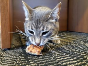 Grey cat eating tuna and blueberry scone from the scone recipe for pets on grey carpet
