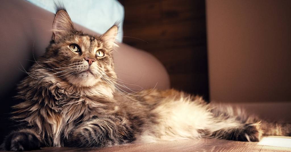 Majestic Maine Coons And How To Support Them Naturally
