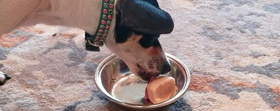 Dog eating banana and yogurt ice treat