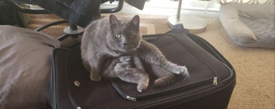Grey cat sitting on a suitcase