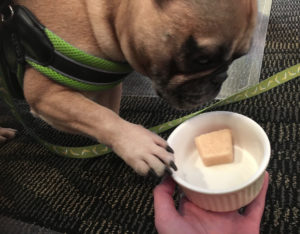 French bulldog licking ice cream treat