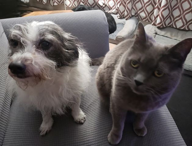 Cat and dog sitting together urinary tract infection