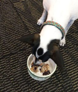 Small dog eating blueberry and tuna scones from the scone recipe for pets