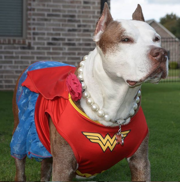 Sophie the wonder woman dog canine cancer warrior