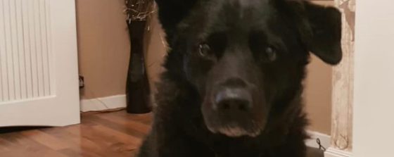 Taz the senior dog from UK