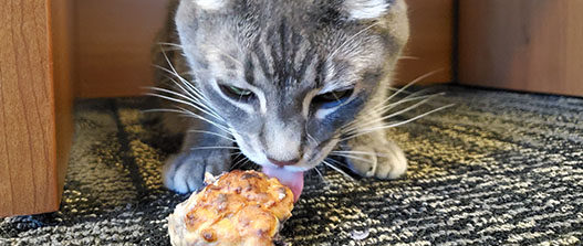 Grey cat eating tuna and blueberry scone on dark grey carpet