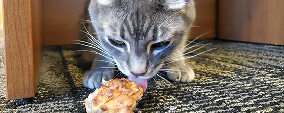 Grey cat eating tuna and blueberry scone on dark grey carpet